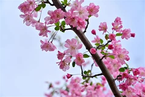 海棠開花|ハナカイドウ（カイドウ）の育て方！剪定時期・方法。